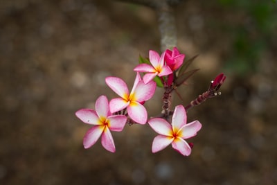 粉红色和白色的花瓣的花朵的特写照片
